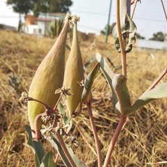 Asclepias glaucescens