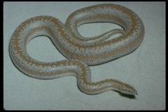 Northern Three-Lined Boa photo 3