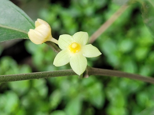 Matelea palustris, 2024-03-17