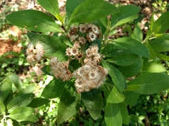 Pluchea carolinensis