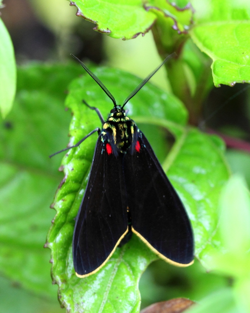 Cyanopepla buckleyi