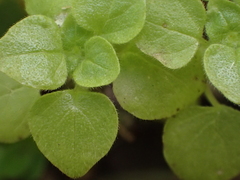 Parietaria floridana