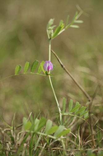 Common Vetch