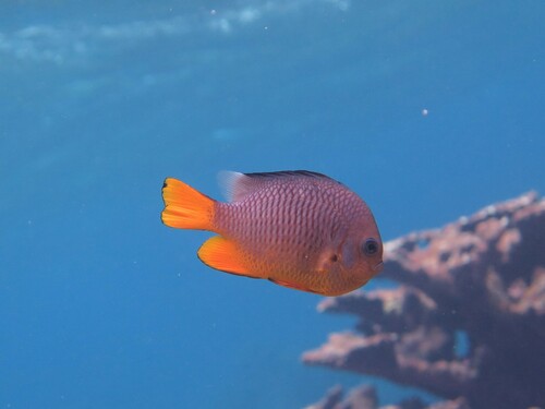 Dascyllus auripinnis observed 2024-03-12
