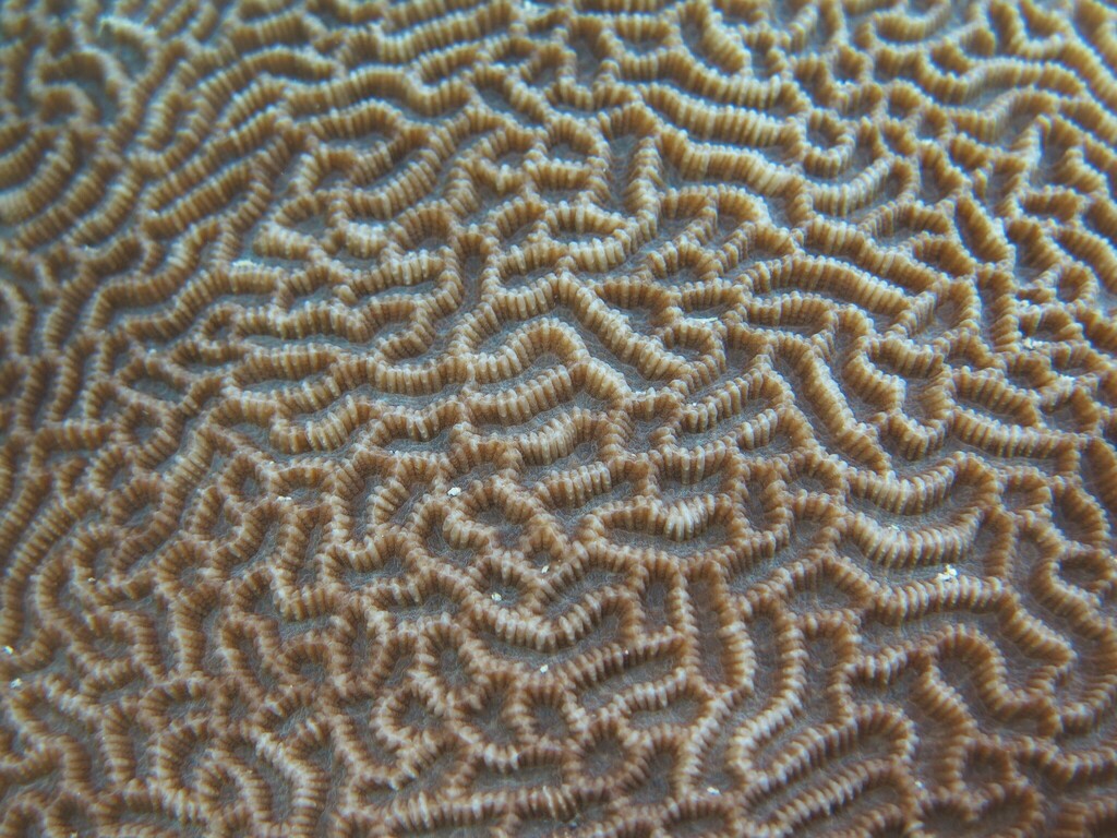 Platygyra from RT10 on March 12, 2024 at 0525 AM by orionsmcc