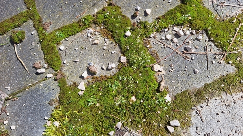 Image of Draba praecox by (c) Gergely Nigg, some rights reserved (CC BY)
