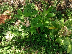 Pluchea carolinensis