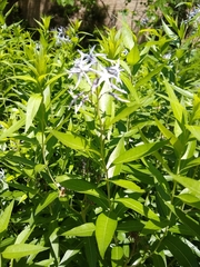 Amsonia ciliata texana