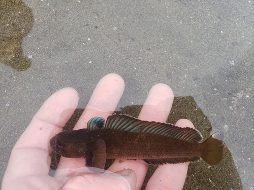 Notothen (Patagonotothen sima) — Nototheniidae