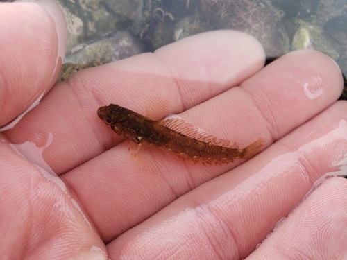 Fueguian notothen (Patagonotothen cornucola) — Nototheniidae — 2