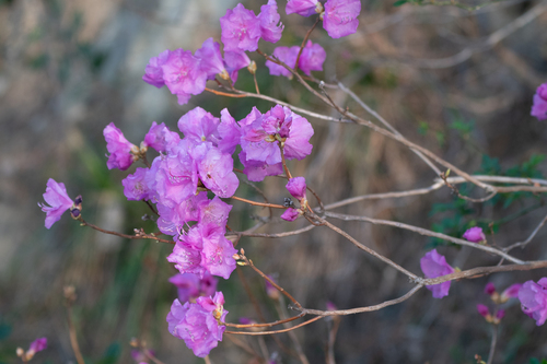 Image of Rhododendron mucronulatum by (c) WATANABE Hitoshi 渡辺仁, some rights reserved (CC BY)