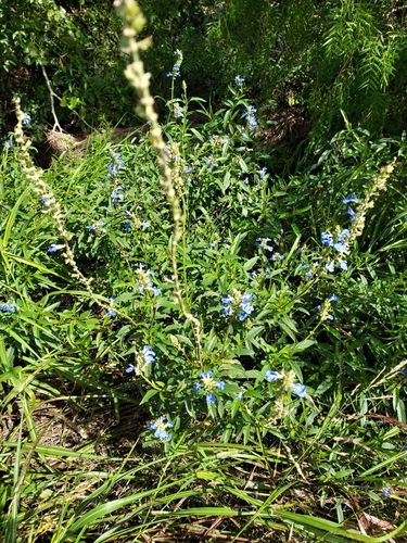 Image of Salvia uliginosa by (c) Roderick Cameron, some rights reserved (CC BY)