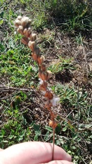 Eriospermum lanceifolium