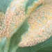 Violet Rust - Photo (c) Susan J. Hewitt, some rights reserved (CC BY-NC), uploaded by Susan J. Hewitt