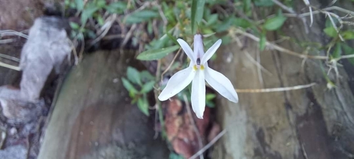 Image of Lobelia pubescens by (c) Liezl van der Merwe, some rights reserved (CC BY)