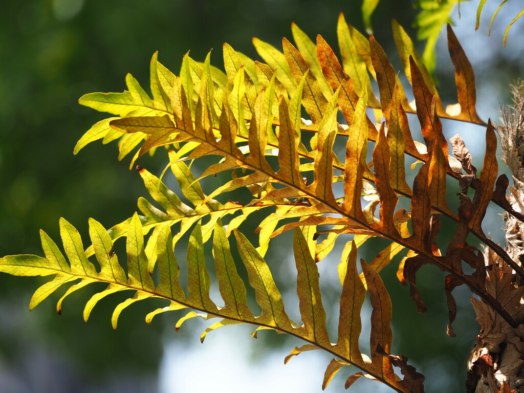 Basket Ferns