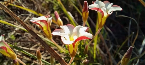 Image of Oxalis tenuifolia by (c) Liezl van der Merwe, some rights reserved (CC BY)