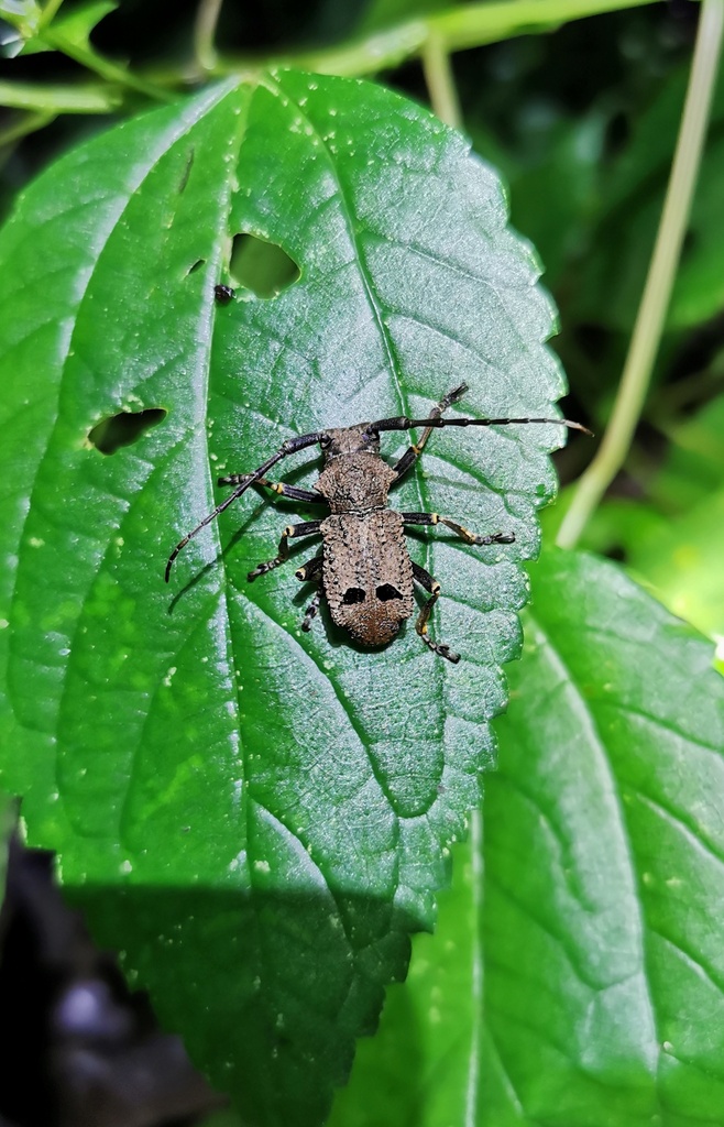 Falsotrachystola
