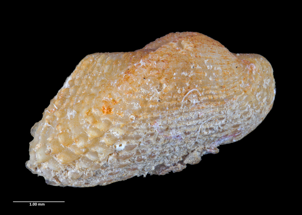 Acar sociella