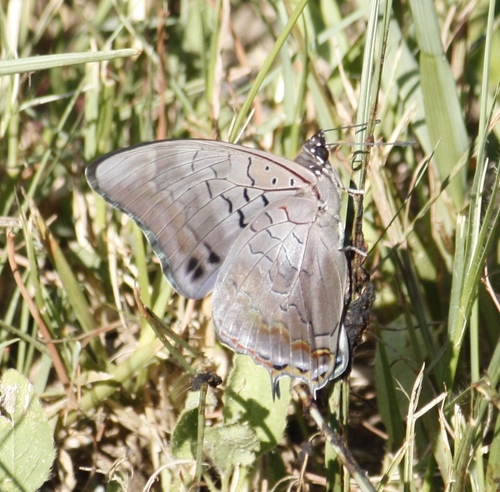 Van Son's Charaxes