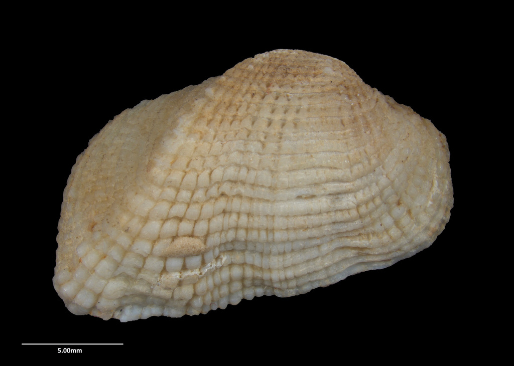 Acar sandersonae