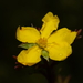 Hibbertia ericifolia - Photo (c) Bruno Bell, some rights reserved (CC BY-NC), uploaded by Bruno Bell