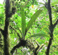 Niphidium crassifolium