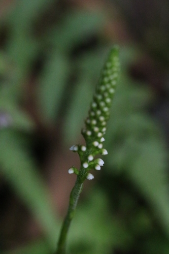 Image of Goodyera procera by no rights reserved