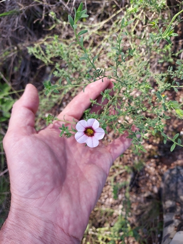 Calibrachoa humilis (Calibrachoa humilis)