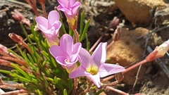 Oxalis polyphylla