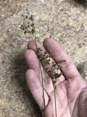 Juncus elliottii