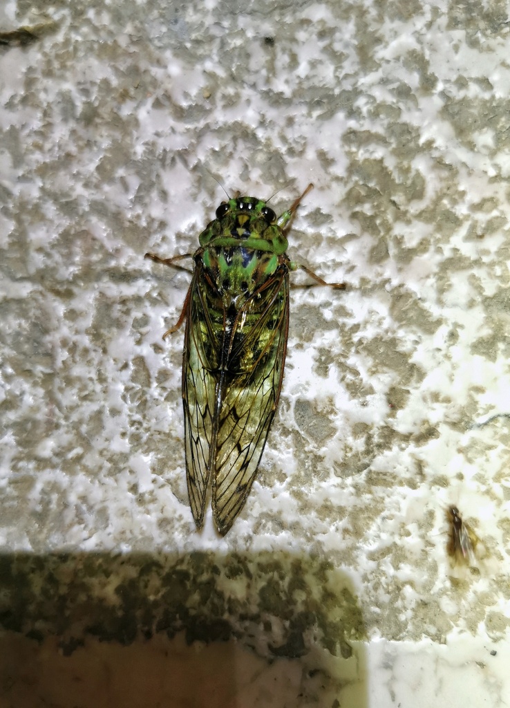 Karenia sulcata