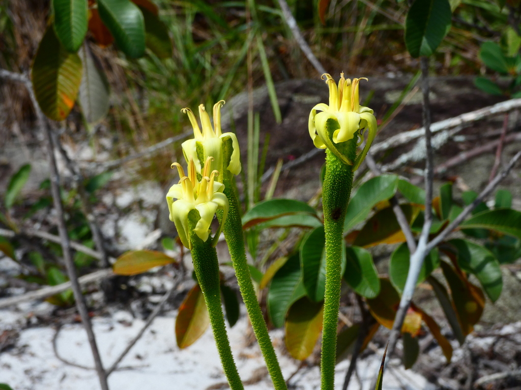 Barbacenia glauca