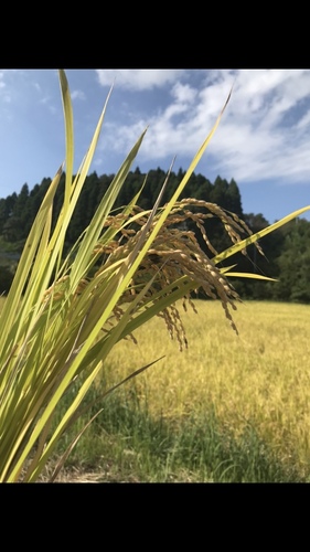 Foto de Arroz