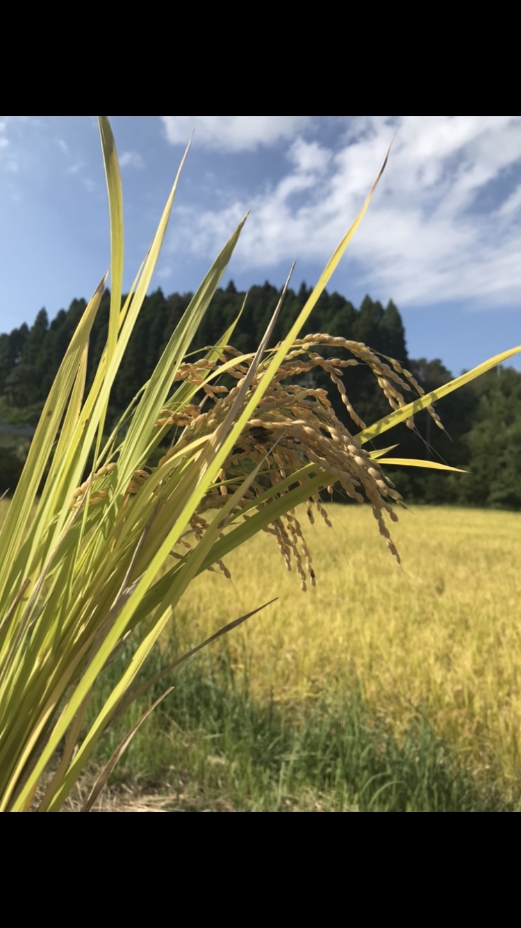 Imagem de Arroz