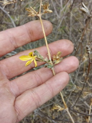 Tetramerium glandulosum