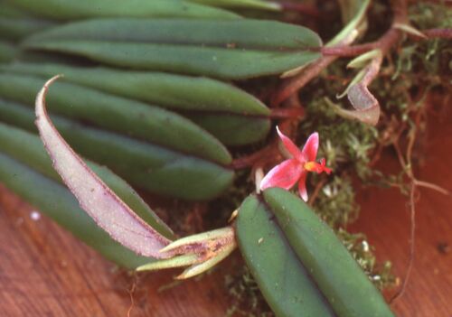 Begonia komoensis