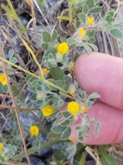 Acmispon brachycarpus