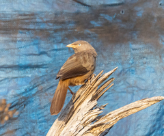 Jungle Babbler photo 5