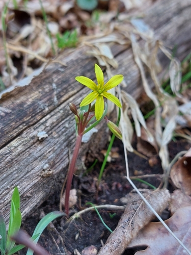 Image of Gagea fragifera by (c) Mykola Borysenko, some rights reserved (CC BY)