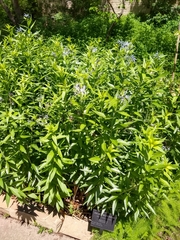 Amsonia ciliata texana