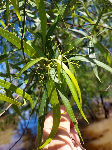 Image of Nectandra angustifolia by (c) Roderick Cameron, some rights reserved (CC BY)