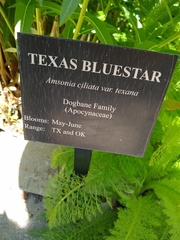 Amsonia ciliata texana