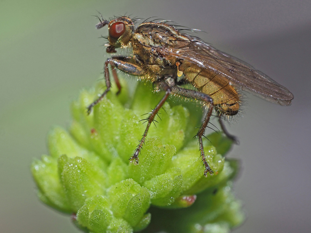 African Dung Fly
