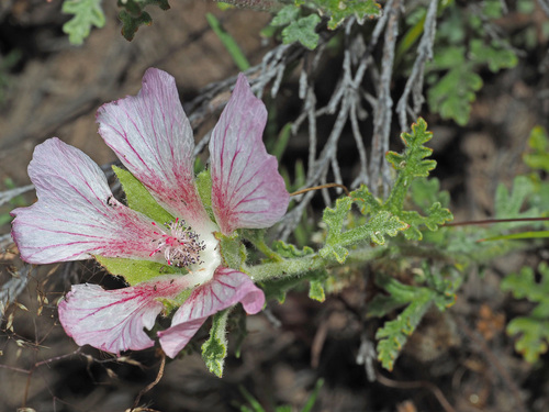 Cape mallow (Anisodontea elegans)