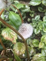 Taraxacum