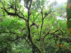 Niphidium crassifolium