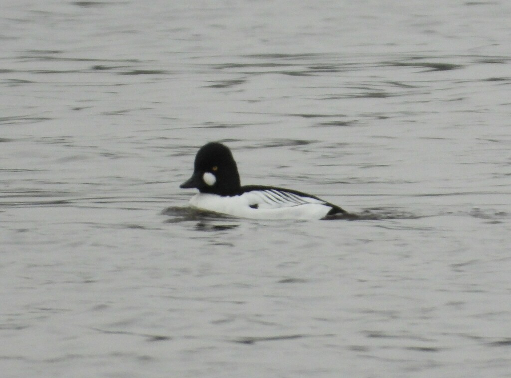 Common Goldeneye from Великий Новгород, Новгородская обл., Россия on ...