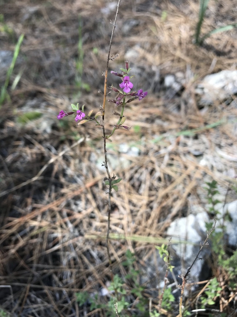 Micromeria marginata