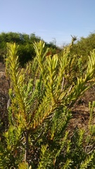 Leucadendron stellare